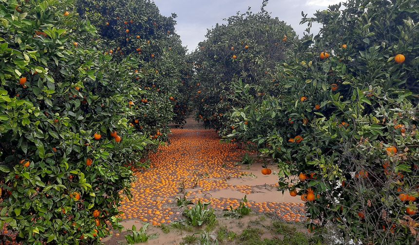 Antalya'da Fırtına, Hortum ve Sel Felaketinin Faturası 3 Milyar TL