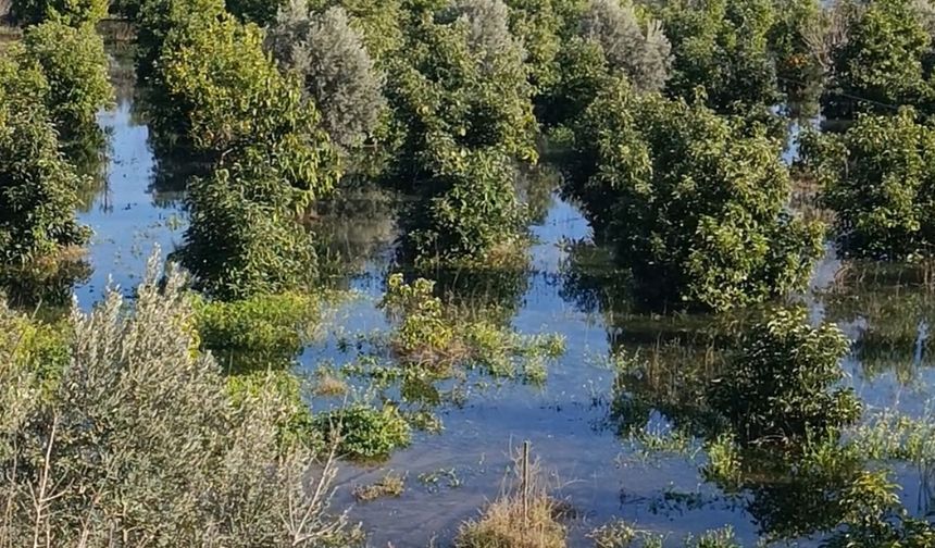 Irmak Taştı, Şantiye İle Narenciye Bahçelerini Su Bastı