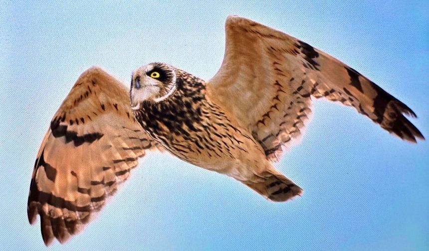 Antalya'da Renkli Bahar Göçü; 3 Günde 103 Tür