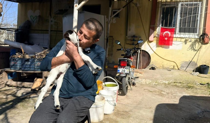 Keçilerine Olan Sevgisini Teknolojiyle Birleştirdi, Anbean Onları İzliyor