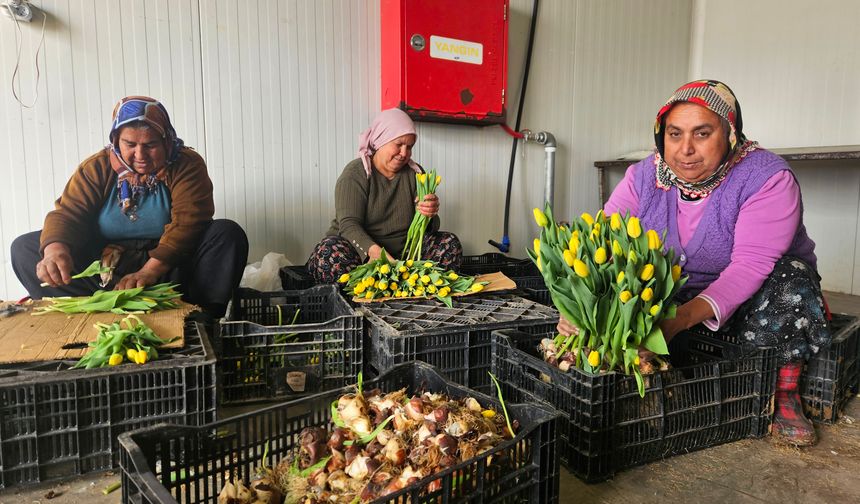 Kadınlar Günü'ne Özel Suda Lale Üretimi