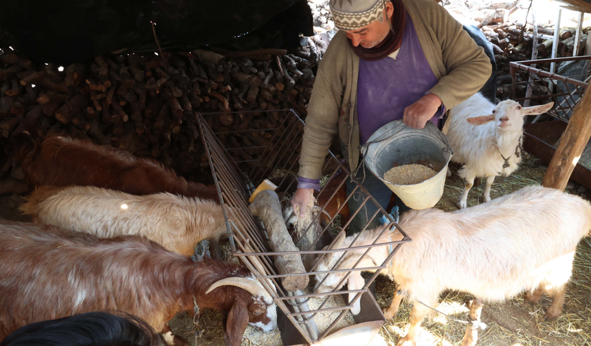 Korkuteli'de Hayvancılar Kendi Yemini Üretiyor