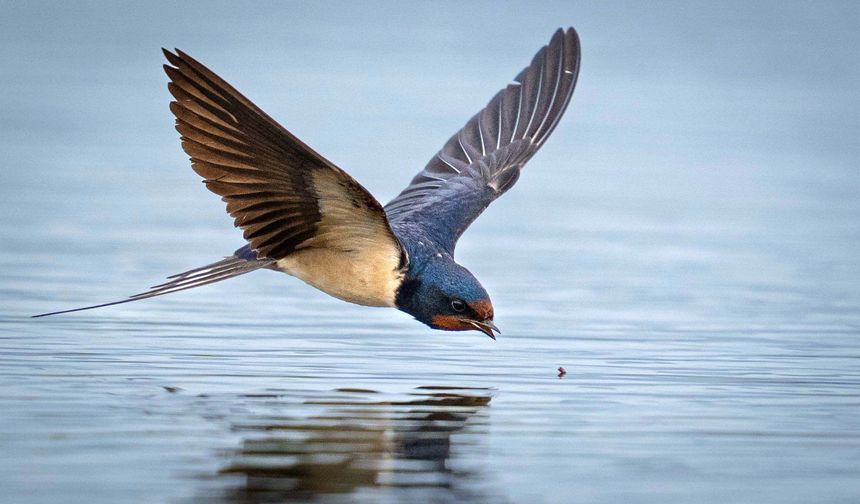 Antalya'da 3 Günde 120'nin Üzerinde Kuş Türü Gözlemlendi