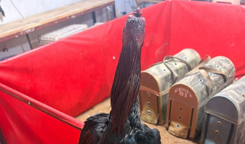 Alanya’da Horoz Dövüşüne Baskın: 11 kişiye 143 bin TL ceza