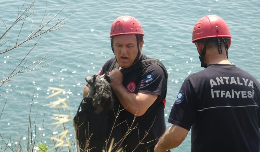 Falezlerde Mahsur Kalan Köpeğe Kurtarma Operasyonu