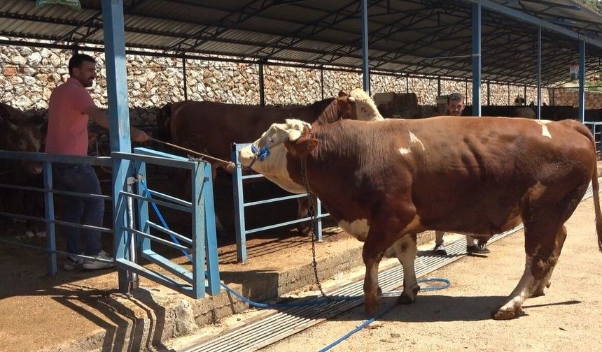 Alanya’da 1 Ton 200 Kiloluk Dana 450 Bin TL’ye Satıldı