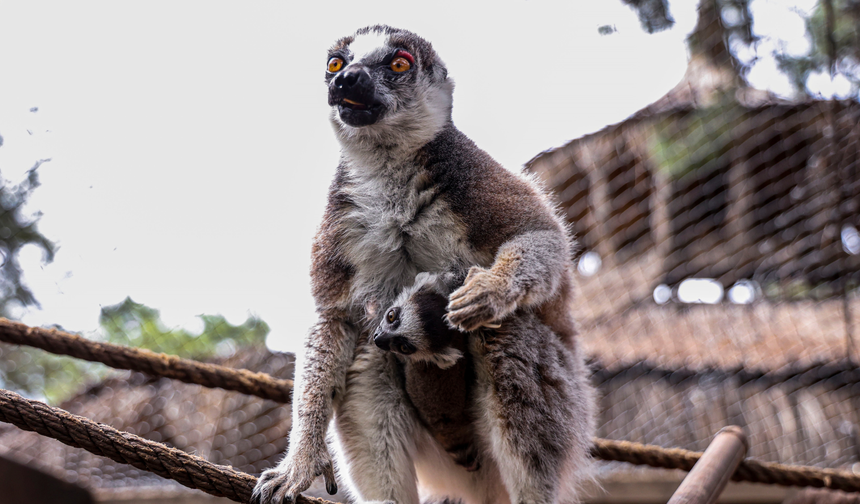 Antalya Doğal Yaşam Parkı’nda Yavru Lemur Sevinci