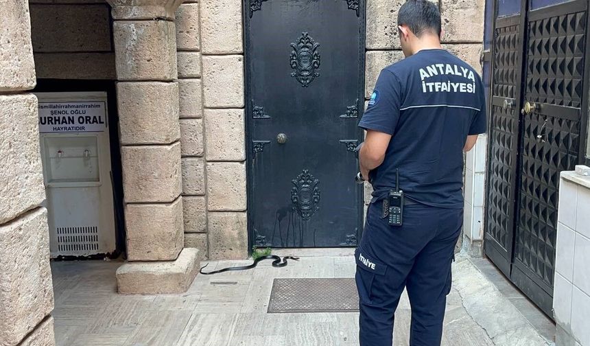 Namaza Gelen Cemaat Yılanla Karşılaştı