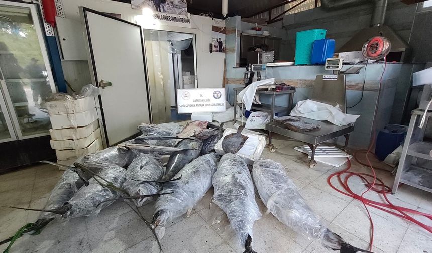 Antalya’da 603 kilogram yasaklı balığa el konuldu