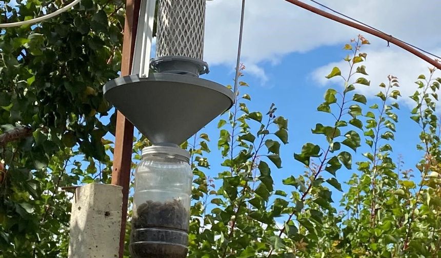 Domates güvesi, mantar sineği ve elma iç kurduna ışık tuzağı