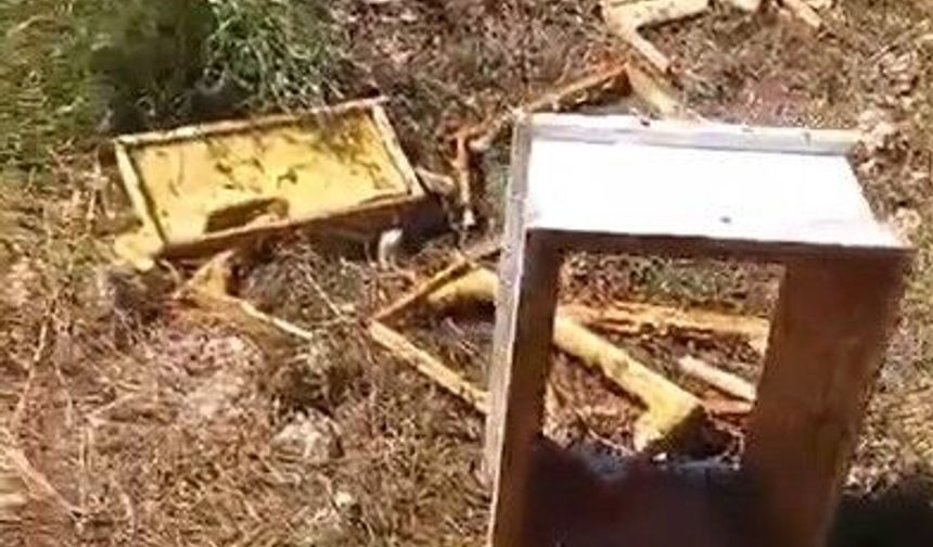 Ayılar arı kovanlarını parçaladı