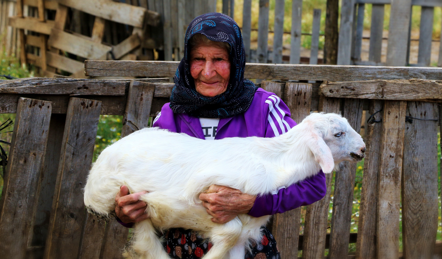 Emine nine 94 yaşında, 90 yıldır keçileriyle dağlarda