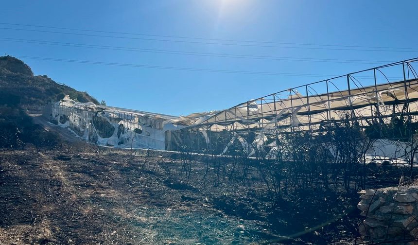 Alanya'da alevler muz seralarına ulaştı: 17 hektar küle döndü