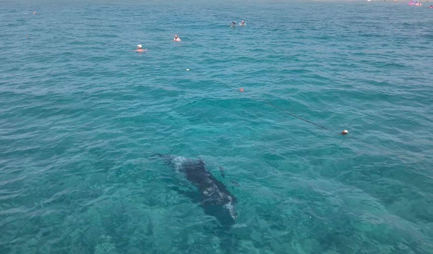 Alanya'da kıyıya yaklaşan yunus turistlerle yüzdü