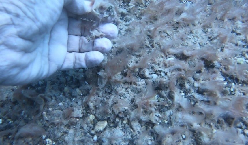 Antalya kıyısında deniz tabanını peltemsi tabaka kapladı