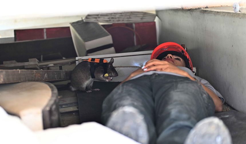 Kahraman fareler, enkaz altında kalanları kurtarmaya giden ekiplerin ‘gözü' olacak