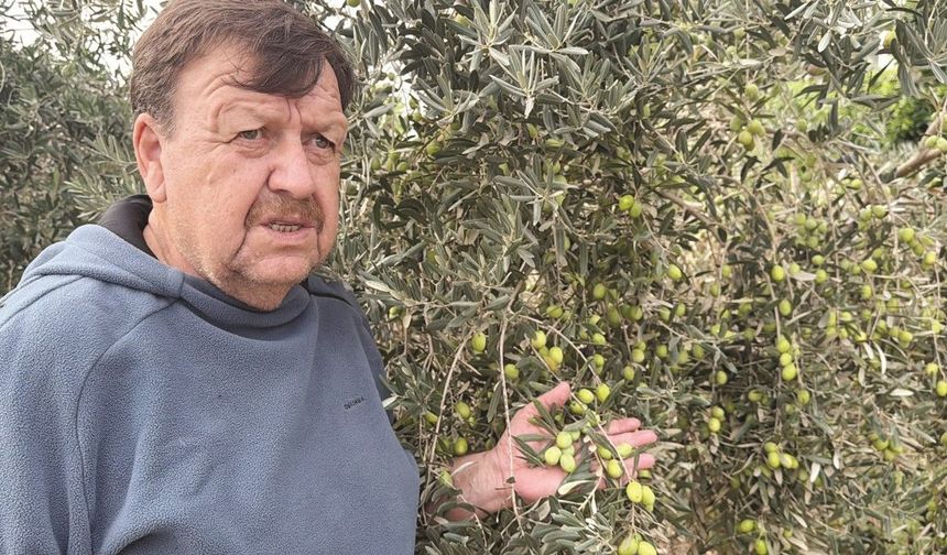 Tavşan Yüreği zeytinini dünya sahnesine çıkarmaya hazırlanıyor