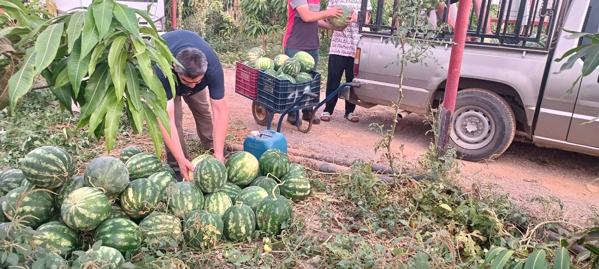 Hayırsever Çiftçinin Tarlası Öğrenciler İçin Hasat Edildi