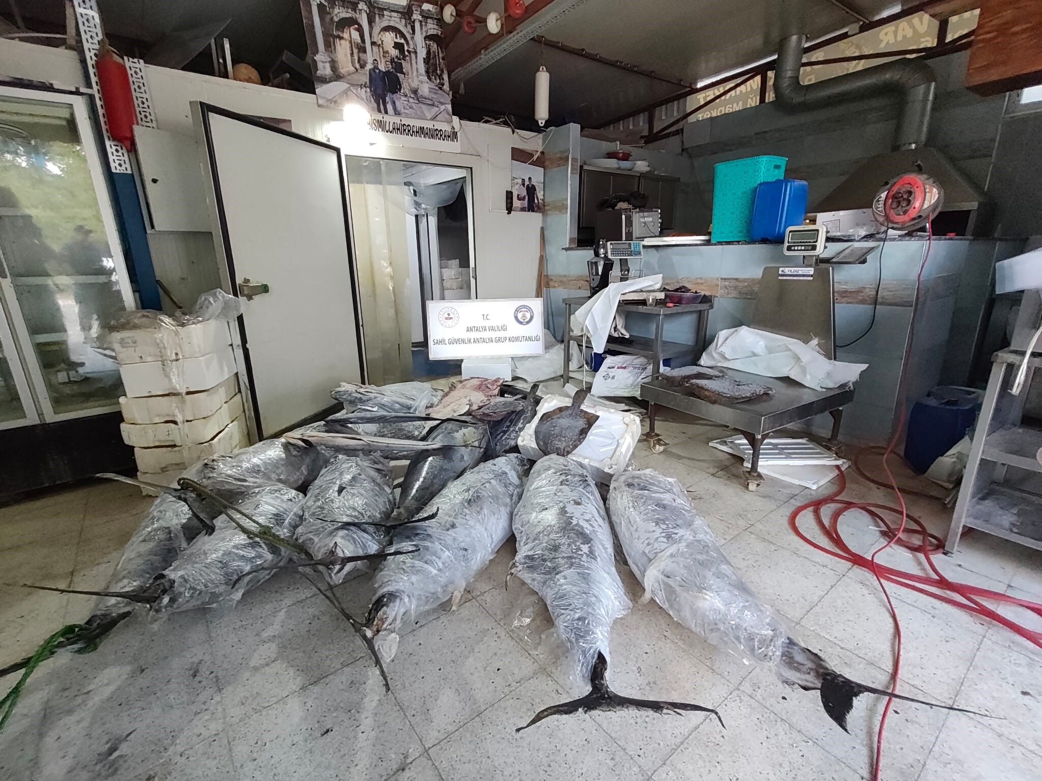 Antalya’da 603 kilogram yasaklı balığa el konuldu